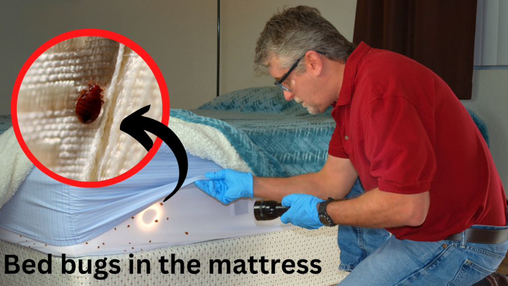 Check bed bugs, 